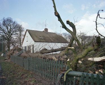 103415 Afbeelding van een door de storm van 25 januari 1990 omgewaaide boom bij het huis Provincialeweg 120-122 te Bunnik.